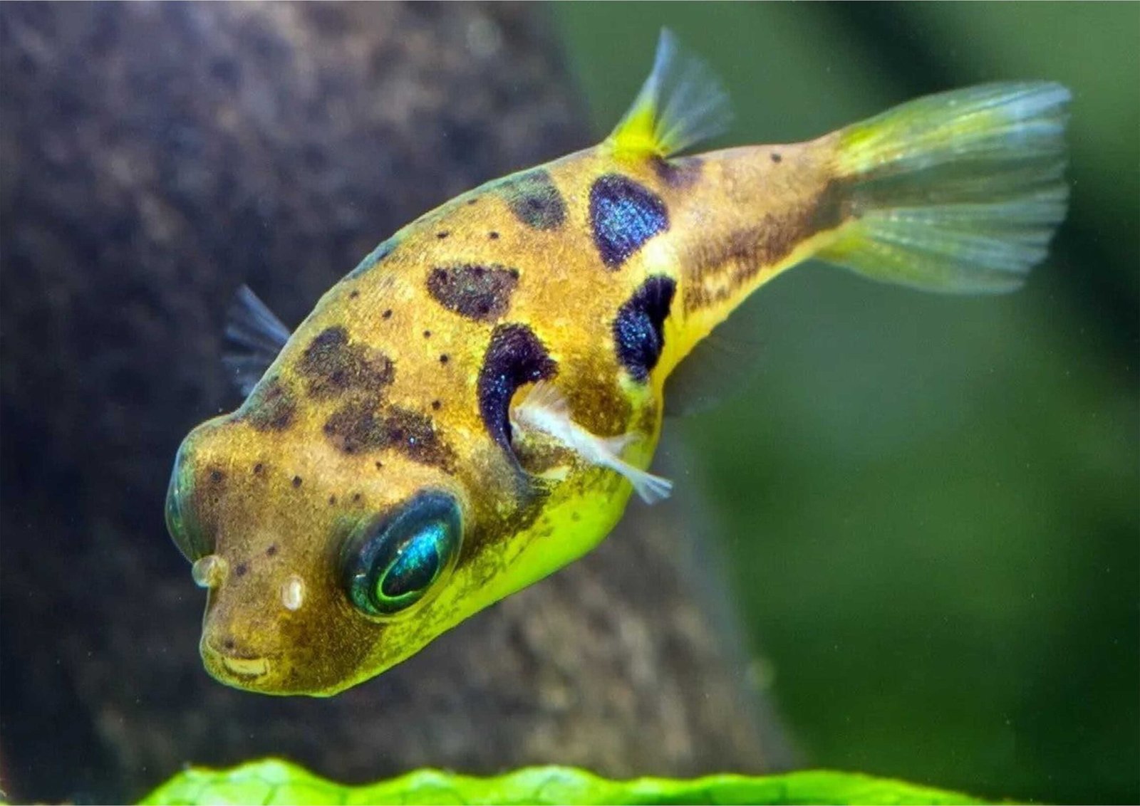 Jenis Ikan Hias yang Memakan Keong Hama di Akuarium 3 Jenis Ikan Hias yang Memakan Keong Hama di Akuarium